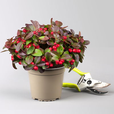 Scheinbeere, Topf-Ø 13 cm, 6 Stück Scheinbeere, Topf-Ø 13 cm, 6 Stück