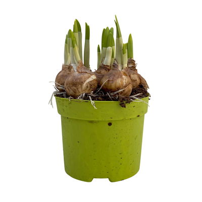 Narzisse 'Tête-à-Tête', gelb, vorgetrieben, Topf-Ø 12 cm, 6 Pflanzen