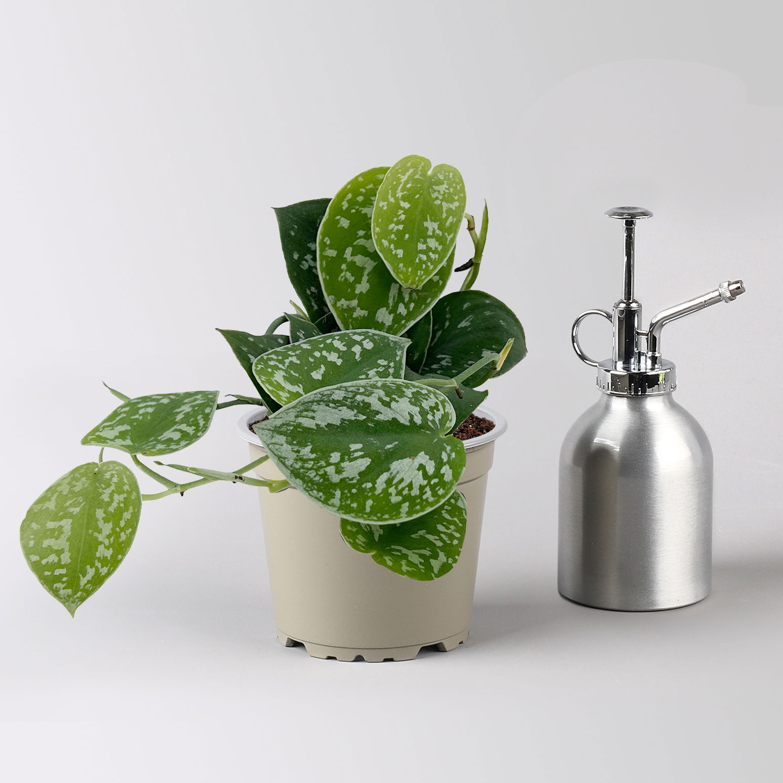 Grünpflanzenkreation 'Pflanzen-WG', Topf-Ø 12cm, inkl. Übertopf weiß, 4 Pflanzen Grünpflanzenkreation 'Pflanzen-WG', Topf-Ø 12cm, inkl. Übertopf weiß, 4 Pflanzen