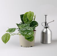 Grünpflanzenkreation 'Pflanzen-WG', Topf-Ø 12cm, inkl. Übertopf weiß, 4 Pflanzen Grünpflanzenkreation 'Pflanzen-WG', Topf-Ø 12cm, inkl. Übertopf weiß, 4 Pflanzen