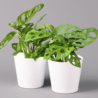 Monstera adansonii mit Keramiktopf weiß, Topf-Ø 12 cm, Höhe ca. 25 cm, 2er-Set Monstera adansonii mit Keramiktopf weiß, Topf-Ø 12 cm, Höhe ca. 25 cm, 2er-Set