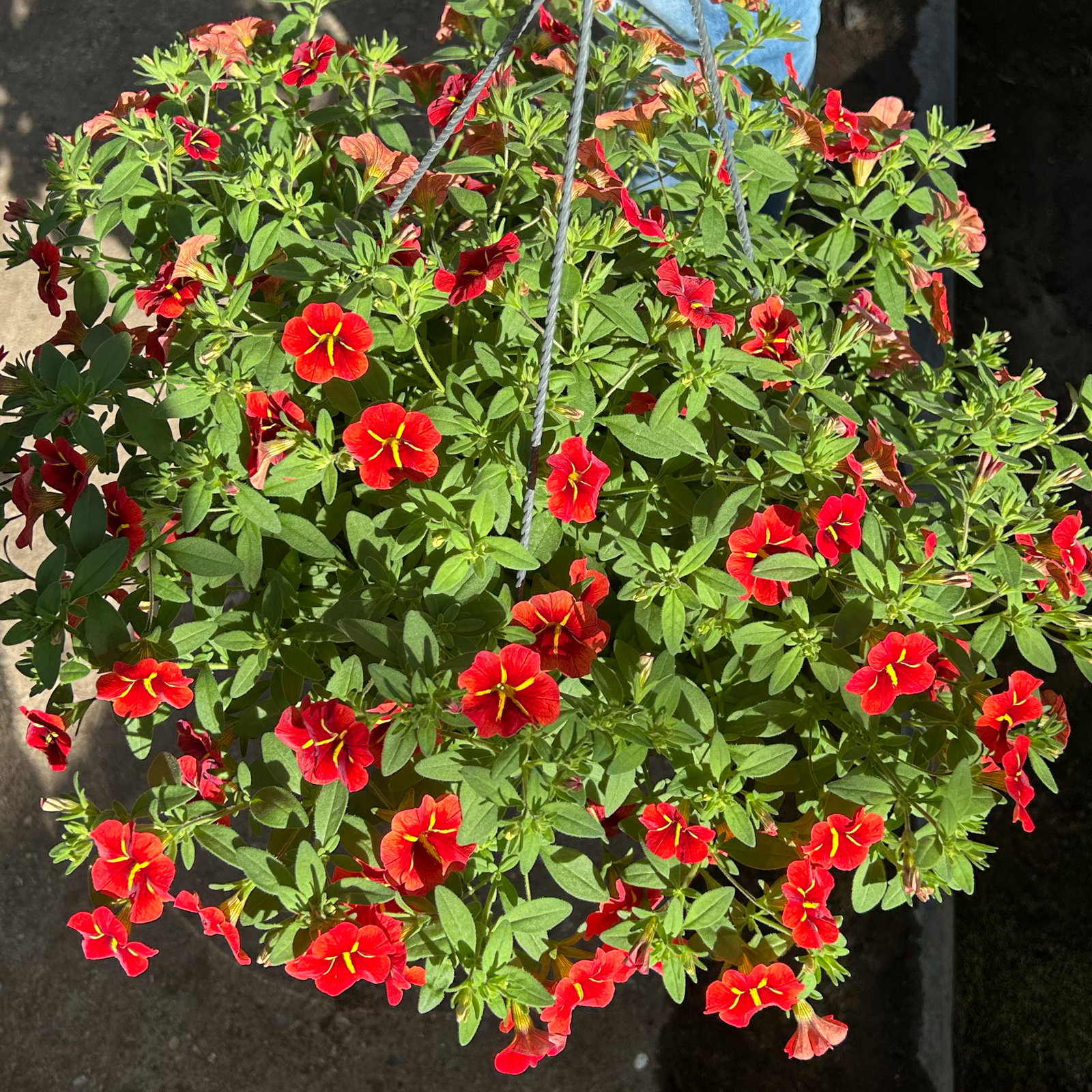 Zauberglöckchen 'Red Kiss' rot, Ampeltopf-Ø 27 cm Zauberglöckchen 'Red Kiss' rot, Ampeltopf-Ø 27 cm