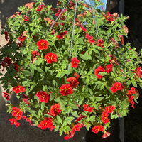 Zauberglöckchen 'Red Kiss' rot, Ampeltopf-Ø 27 cm Zauberglöckchen 'Red Kiss' rot, Ampeltopf-Ø 27 cm