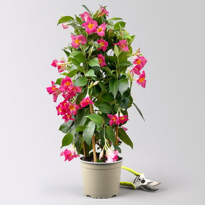 Dipladenie 'Quartz', pink gesternt, Doppelbogen, Höhe ca. 60 cm, Topf-Ø 17 cm Dipladenie 'Quartz', pink gesternt, Doppelbogen, Höhe ca. 60 cm, Topf-Ø 17 cm