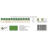 Wildtulpen Pulchella Humilis rosa, 10 Blumenzwiebeln Wildtulpen Pulchella Humilis rosa, 10 Blumenzwiebeln