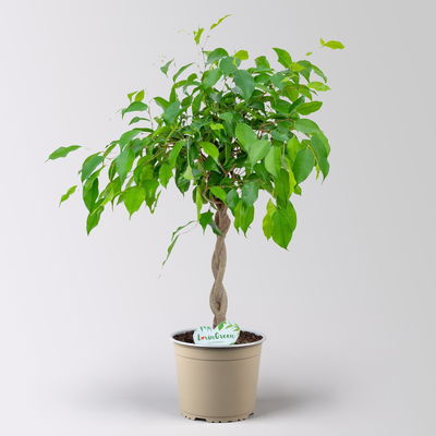 Birkenfeige 'Excotica', Flechtstamm, Topf-Ø 17 cm, Höhe ca. 70 cm Birkenfeige 'Excotica', Flechtstamm, Topf-Ø 17 cm, Höhe ca. 70 cm