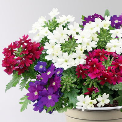 Eisenkraut 'Trio', weiß-blau-purple, Topf-Ø 12 cm, 3 Pflanzen Eisenkraut 'Trio', weiß-blau-purple, Topf-Ø 12 cm, 3 Pflanzen