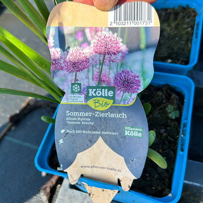 Bio Zierlauch 'Summer Beauty', hell violett, Topf 11x11 cm, 3 Pflanzen Bio Zierlauch 'Summer Beauty', hell violett, Topf 11x11 cm, 3 Pflanzen