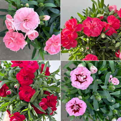 Nelke 'Oscar®', Farbe zufällig, Topf-Ø 14 cm, 4 Pflanzen