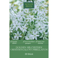Doldiger Milchstern (Ornithogalum Umbellatum) weiß, 20 Blumenzwiebeln Doldiger Milchstern (Ornithogalum Umbellatum) weiß, 20 Blumenzwiebeln
