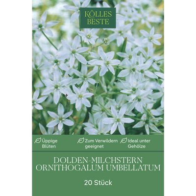 Doldiger Milchstern (Ornithogalum Umbellatum) weiß, 20 Blumenzwiebeln Doldiger Milchstern (Ornithogalum Umbellatum) weiß, 20 Blumenzwiebeln