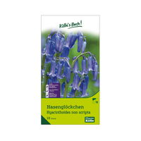 Hyacinthoides non-scripta (Hasenglöckchen) blau, 10 Blumenzwiebeln