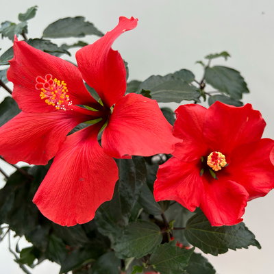 Hibiskus rot, Busch, Topf-Ø 21 cm, Höhe ca. 50 cm Hibiskus rot, Busch, Topf-Ø 21 cm, Höhe ca. 50 cm