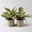 Peperomia 'Ginny', Topf-Ø 12 cm, 2 Pflanzen Peperomia 'Ginny', Topf-Ø 12 cm, 2 Pflanzen