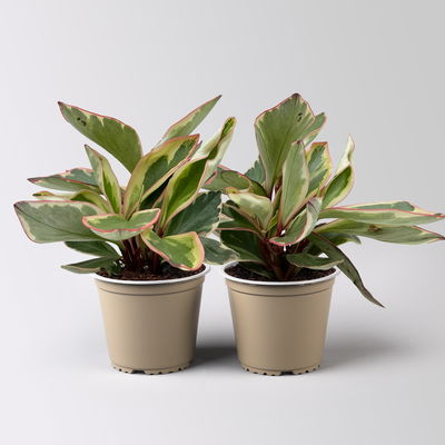 Peperomia 'Ginny', Topf-Ø 12 cm, 2 Pflanzen