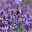 Lavendel 'Hidcote Blue', dunkel-blauviolett, Topf-Ø 23 cm