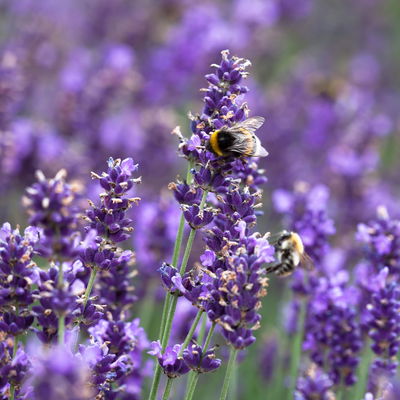 Lavendel 'Hidcote Blue', dunkel-blauviolett, Topf-Ø 23 cm Lavendel 'Hidcote Blue', dunkel-blauviolett, Topf-Ø 23 cm