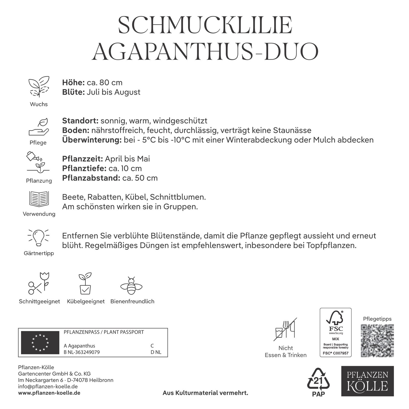 Kölles Beste Agapanthus Mischung, blau & weiß, 2 Blumenzwiebeln