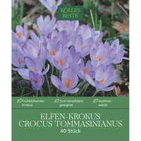 Kölles Beste Elfenkrokus purpurblau, 40 Blumenzwiebeln Kölles Beste Elfenkrokus purpurblau, 40 Blumenzwiebeln