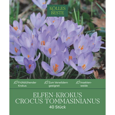 Kölles Beste Elfenkrokus purpurblau, 40 Blumenzwiebeln Kölles Beste Elfenkrokus purpurblau, 40 Blumenzwiebeln
