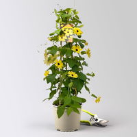 Schwarzäugige Susanne, gelb, Pyramide, Topf-Ø 17 cm, Höhe ca. 60 cm, 2 Pflanzen Schwarzäugige Susanne, gelb, Pyramide, Topf-Ø 17 cm, Höhe ca. 60 cm, 2 Pflanzen