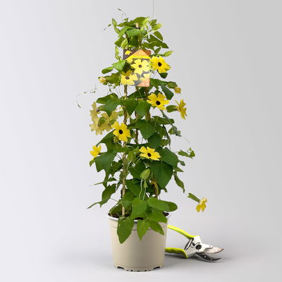 Schwarzäugige Susanne, gelb, Pyramide, Topf-Ø 17 cm, Höhe ca. 60 cm, 2 Pflanzen Schwarzäugige Susanne, gelb, Pyramide, Topf-Ø 17 cm, Höhe ca. 60 cm, 2 Pflanzen