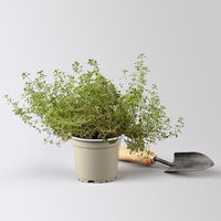 Bio Silberrand-Thymian, Topf-Ø 12cm
