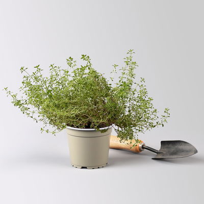 Bio Silberrand-Thymian, Topf-Ø 12cm Bio Silberrand-Thymian, Topf-Ø 12cm