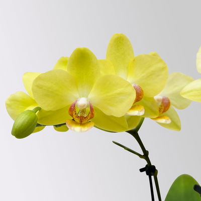 Mini-Phalaenopsis mit Keramiktopf, gelb, Topf-Ø 7 cm, 2 Pflanzen Mini-Phalaenopsis mit Keramiktopf, gelb, Topf-Ø 7 cm, 2 Pflanzen