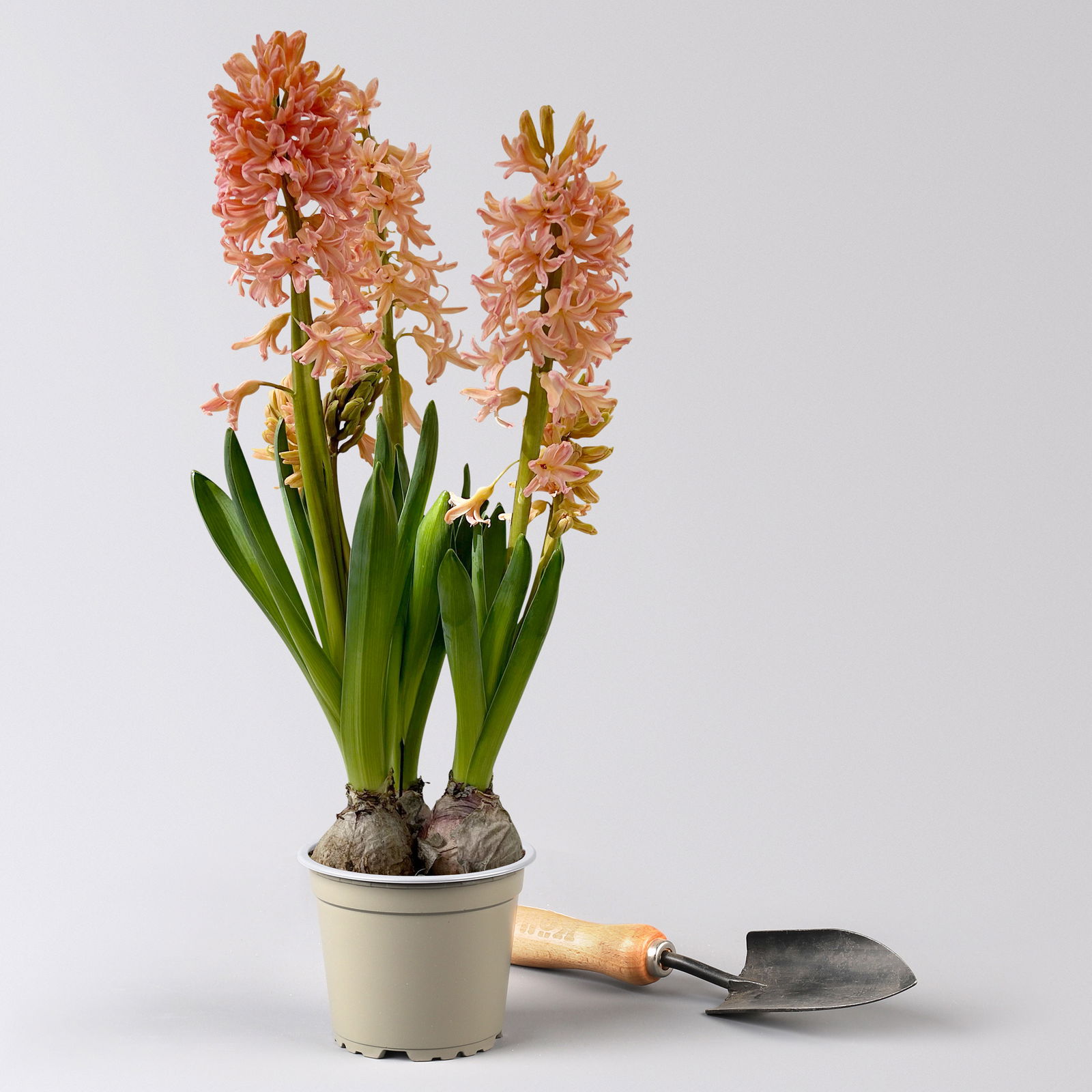 Pflanzen-Set Frühlingsharmonie, 12 Pflanzen inkl. Erde