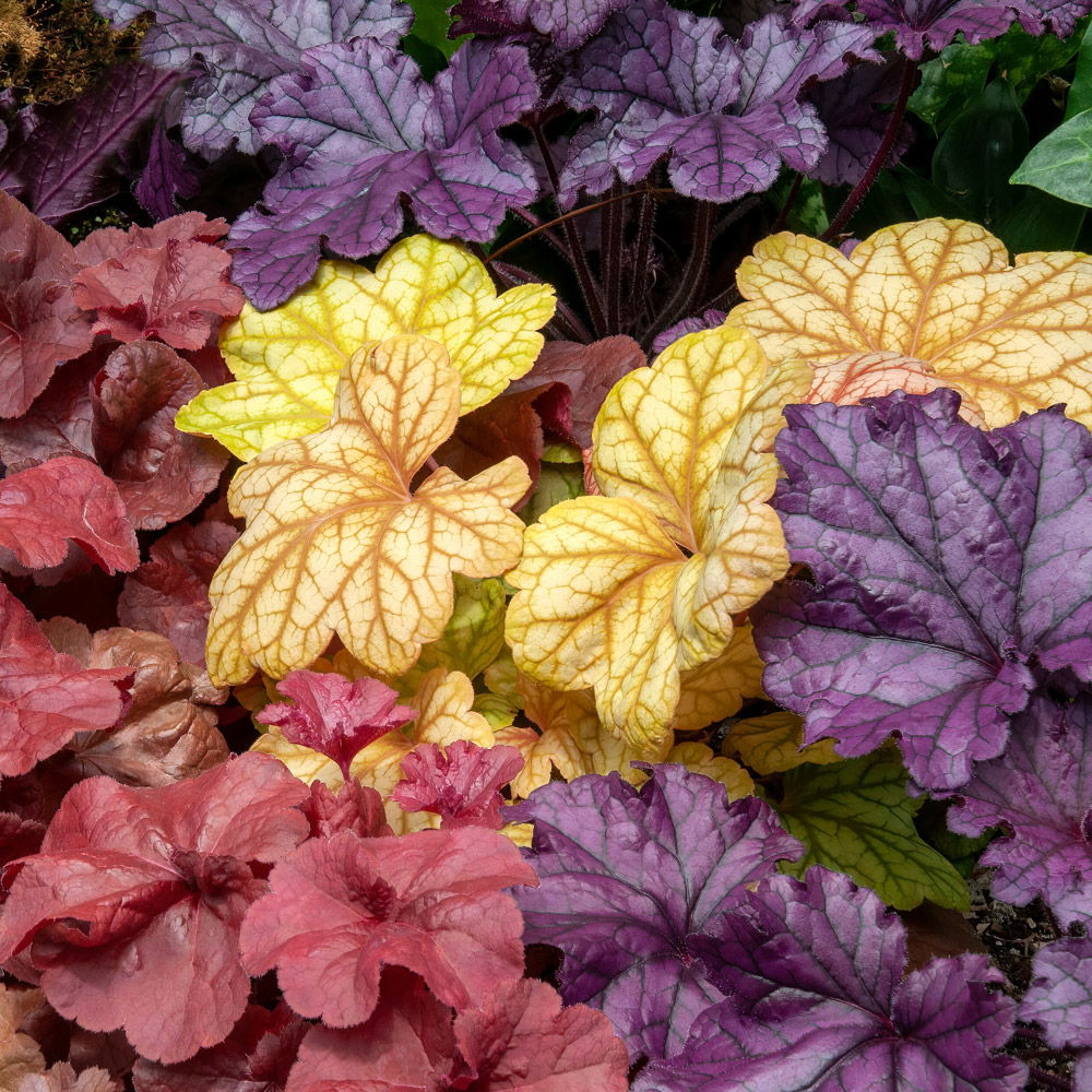 Purpurglöckchen Purpurglöckchen