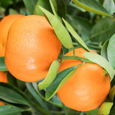 Mandarinenbaum, Stamm, Topf-Ø ca. 33 cm, Höhe ca. 150 cm