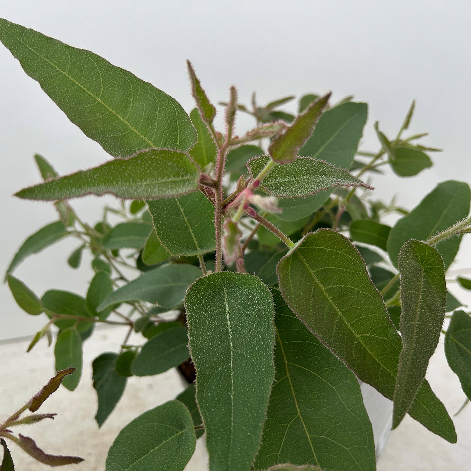 Zitronen-Eukalyptus, Busch, Topf-Ø 17 cm, 2 Pflanzen Zitronen-Eukalyptus, Busch, Topf-Ø 17 cm, 2 Pflanzen