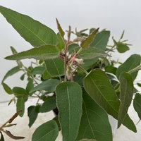 Zitronen-Eukalyptus, Busch, Topf-Ø 17 cm, 2 Pflanzen Zitronen-Eukalyptus, Busch, Topf-Ø 17 cm, 2 Pflanzen