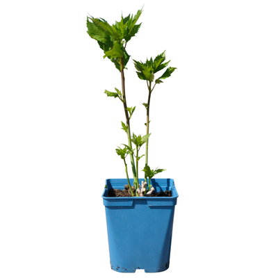 Staudenhibiskus 'Candy Crush' dunkelrosa, Topf 5 Liter Staudenhibiskus 'Candy Crush' dunkelrosa, Topf 5 Liter