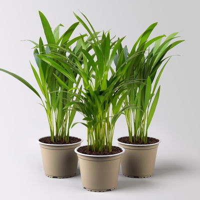 Goldfruchtpalme, Topf-Ø 13 cm, Höhe ca. 20-30 cm, 3er-Set Goldfruchtpalme, Topf-Ø 13 cm, Höhe ca. 20-30 cm, 3er-Set