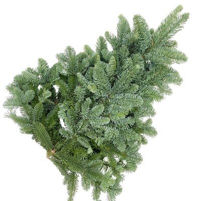Nobilis Tannenzweige im Handbund, Länge 50-60 cm, ca. 1 kg, 4 Bund