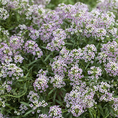 Lobularia rosa-lila, Topf-Ø 12 cm, 6er-Set