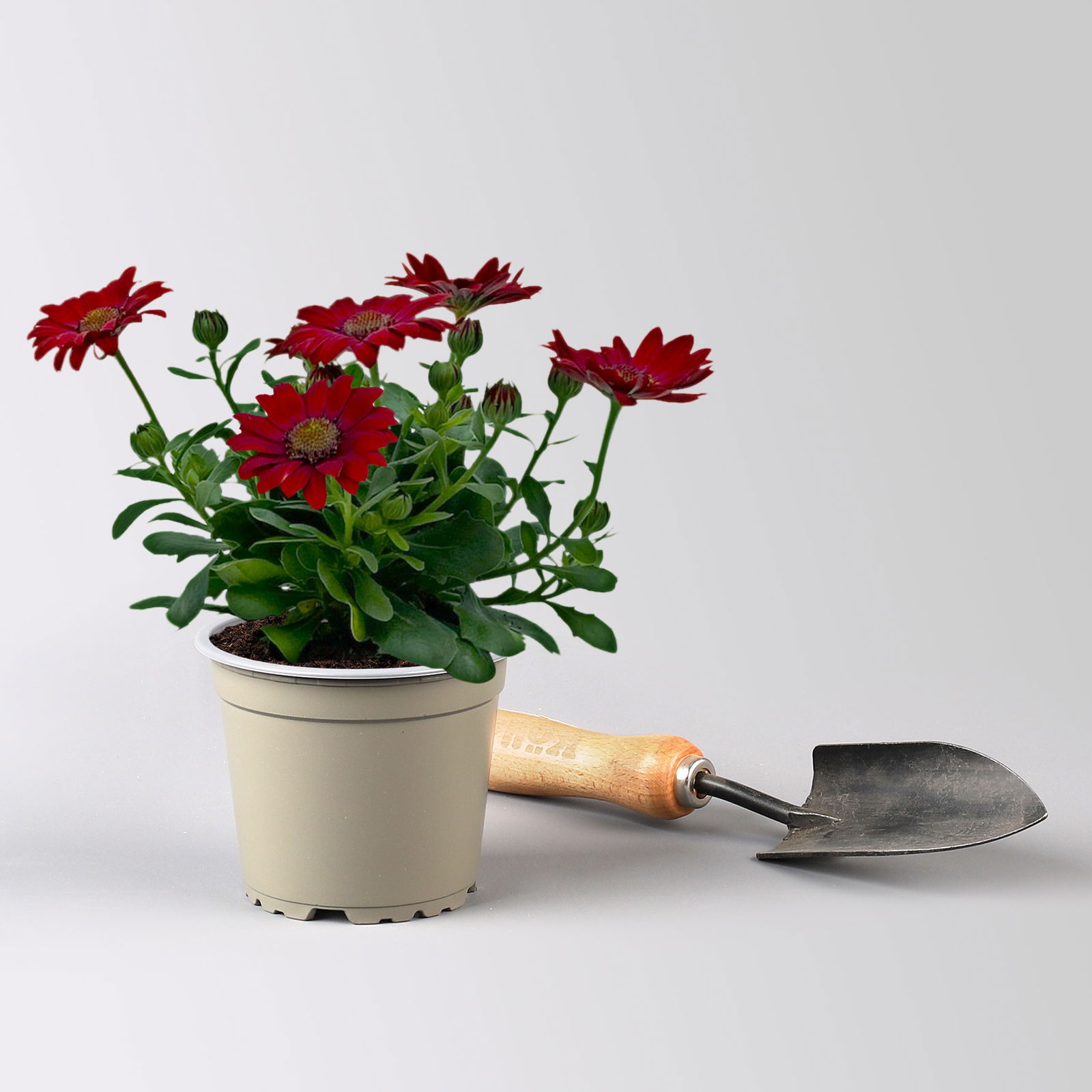 Pflanzenkreation 'WM-Edition', 6 Pflanzen inkl. Erde und Dünger Pflanzenkreation 'WM-Edition', 6 Pflanzen inkl. Erde und Dünger