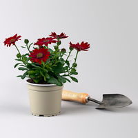 Pflanzenkreation 'WM-Edition', 6 Pflanzen inkl. Erde und Dünger Pflanzenkreation 'WM-Edition', 6 Pflanzen inkl. Erde und Dünger