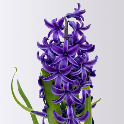 Hyazinthe, blau, vorgetrieben, Topf-Ø 9 cm, 9 Pflanzen