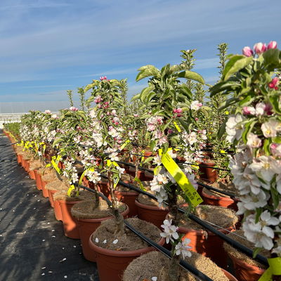 Kölle Bio Säulenapfel 'Goldcats'Ⓢ, Unterlage MM 111, Topf 10 Liter