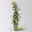 Beetrose 'Kölles Happy Birthday'®, gelb-apricot-creme, Topf 5 Liter