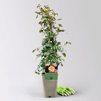 Beetrose 'Kölles Happy Birthday'®, gelb-apricot-creme, Topf 5 Liter Beetrose 'Kölles Happy Birthday'®, gelb-apricot-creme, Topf 5 Liter