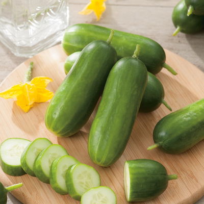 Blu Bio Mini-Snack-Gurke ‘Lunchbox F1‘, Topf-Ø 12 cm, 6er Set Blu Bio Mini-Snack-Gurke ‘Lunchbox F1‘, Topf-Ø 12 cm, 6er Set