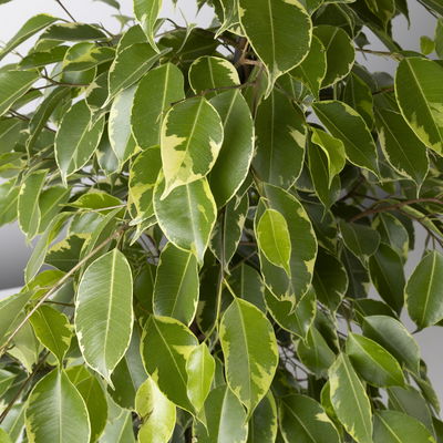 Birkenfeige 'Golden King' in Keramiktopf, Topf-Ø 17 cm, Höhe ca. 70 cm