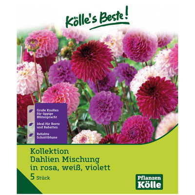 Kölles Beste Dahlien Mischung rosa weiß violett, Größe 1, 5 Blumenknollen Kölles Beste Dahlien Mischung rosa weiß violett, Größe 1, 5 Blumenknollen