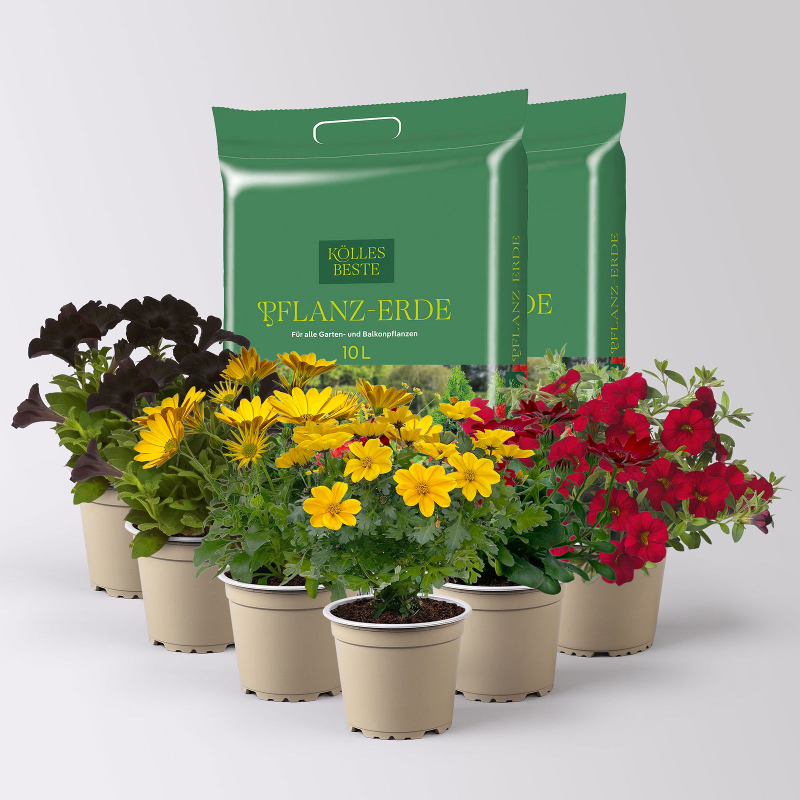 Pflanzenkreation 'WM-Edition', 6 Pflanzen inkl. Erde