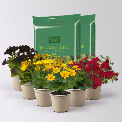 Pflanzenkreation 'WM-Edition', 6 Pflanzen inkl. Erde