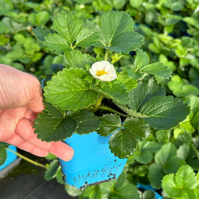 Bio Aroma-Erdbeere (Hummi® Meraldo), öftertragend, Topf 11x11 cm, 3 Pflanzen